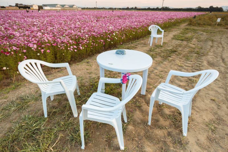 笠松町のコスモス畑の写真「休憩できるテーブル席」