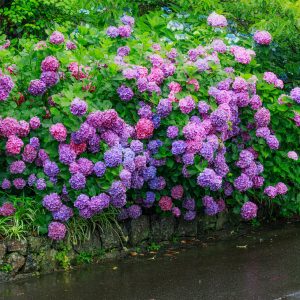 山門近くに咲く紫陽花