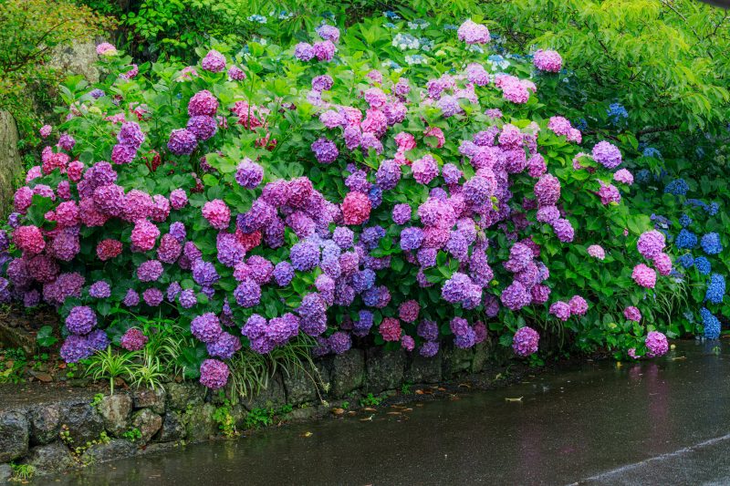 大慈寺の写真「山門近くに咲く紫陽花」