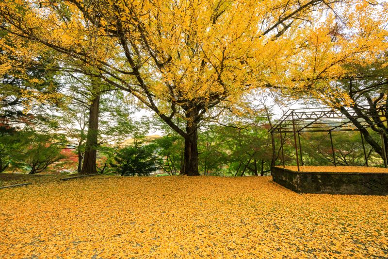北畠神社の写真「銀杏の大木と黄金の絨毯」