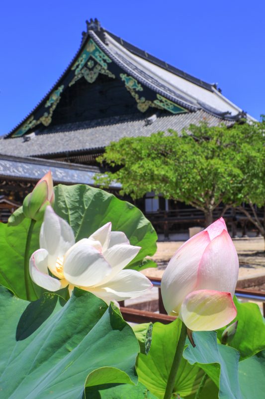 高田本山専修寺の写真「御影堂と紅白の蓮」