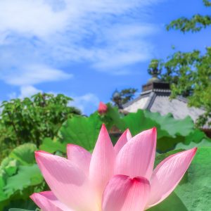 高田本山専修寺の写真「夏の青空とピンクの蓮」