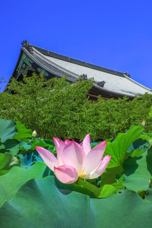高田本山専修寺の写真「御影堂と青空と蓮」