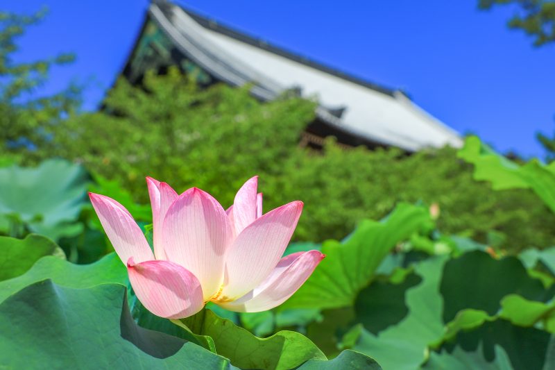 高田本山専修寺の写真「御影堂と見開く蓮」