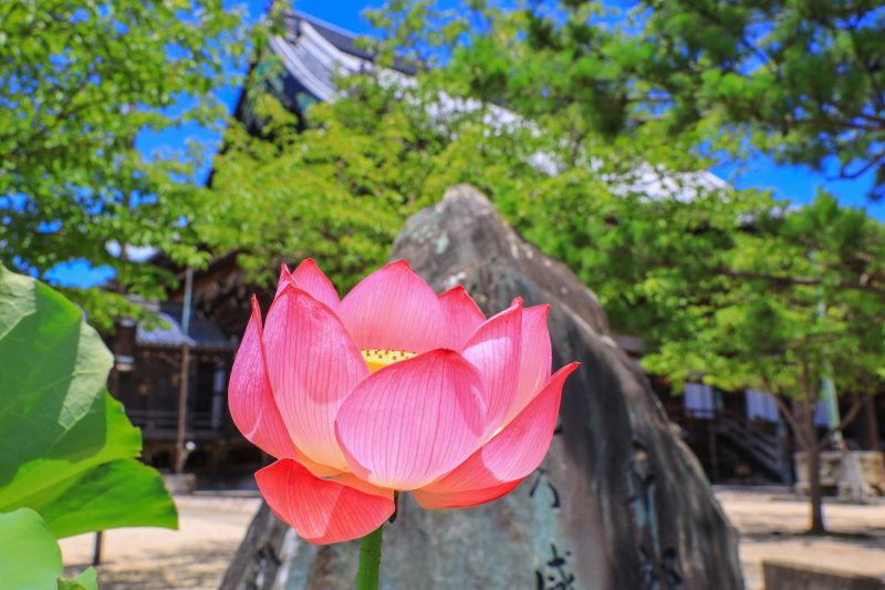 高田本山専修寺の写真「境内に咲く蓮鉢」