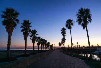 マリーナ河芸の写真「シルエットで浮かぶヤシの木」