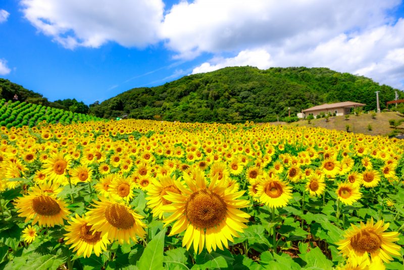 志摩市観光農園の写真「斜面に広がる圧巻のひまわり畑」