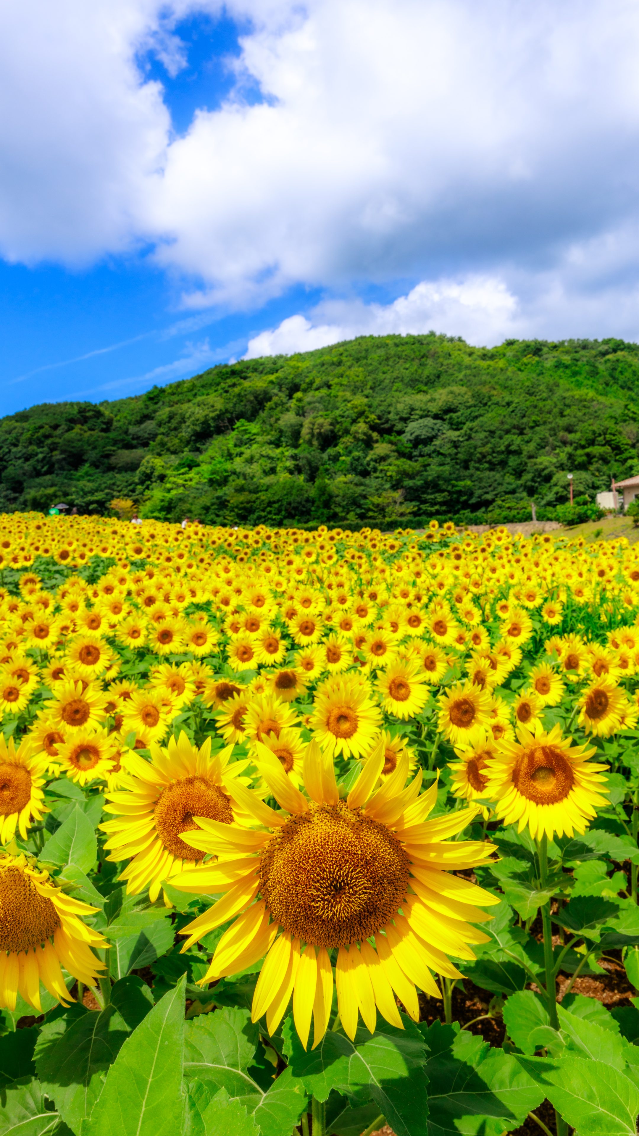 無料スマホ壁紙 夏空とひまわり。AndroidとiPhoneに対応した4K高画質の無料待ち受け画像。三重県志摩市の志摩市観光農園で撮影したフリー写真素材