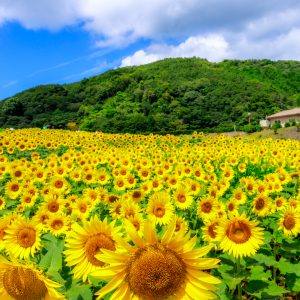 志摩市観光農園の写真「夏空とひまわり」