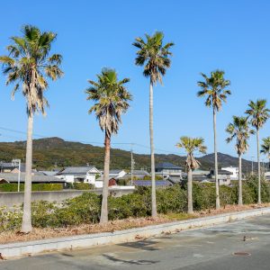 南張海浜公園の写真「駐車場にあるヤシの木」