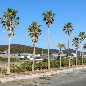 駐車場にあるヤシの木