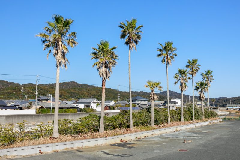 南張海浜公園の写真「駐車場にあるヤシの木」