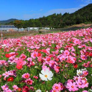 色鮮やかなコスモスの丘