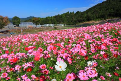 志摩市観光農園の写真「色鮮やかなコスモスの丘」