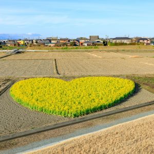 雲出川堤防から眺めるハートの菜の花畑