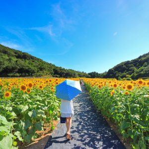 無料壁紙 ひまわり畑を歩く。PCとデスクトップ壁紙に最適な4K高画質の無料壁紙。三重県志摩市の志摩市観光農園で撮影したフリー写真素材