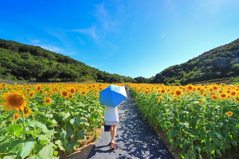 志摩市観光農園の写真「ひまわり畑を歩く」