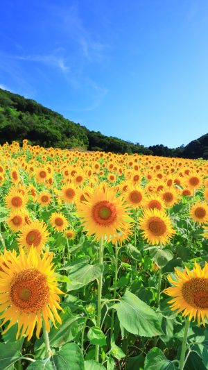 無料スマホ壁紙「ひまわりの丘と青空」