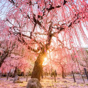 結城神社の梅苑の写真「しだれ梅の絶景」