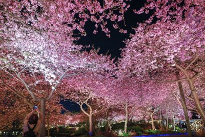 なばなの里の写真「ハートの桜を撮影する人」