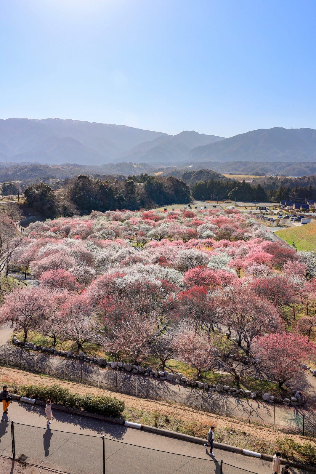 いなべ市農業公園（梅林公園）の写真「梅林公園の全体」