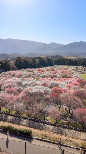 無料スマホ壁紙「梅林公園の全体」