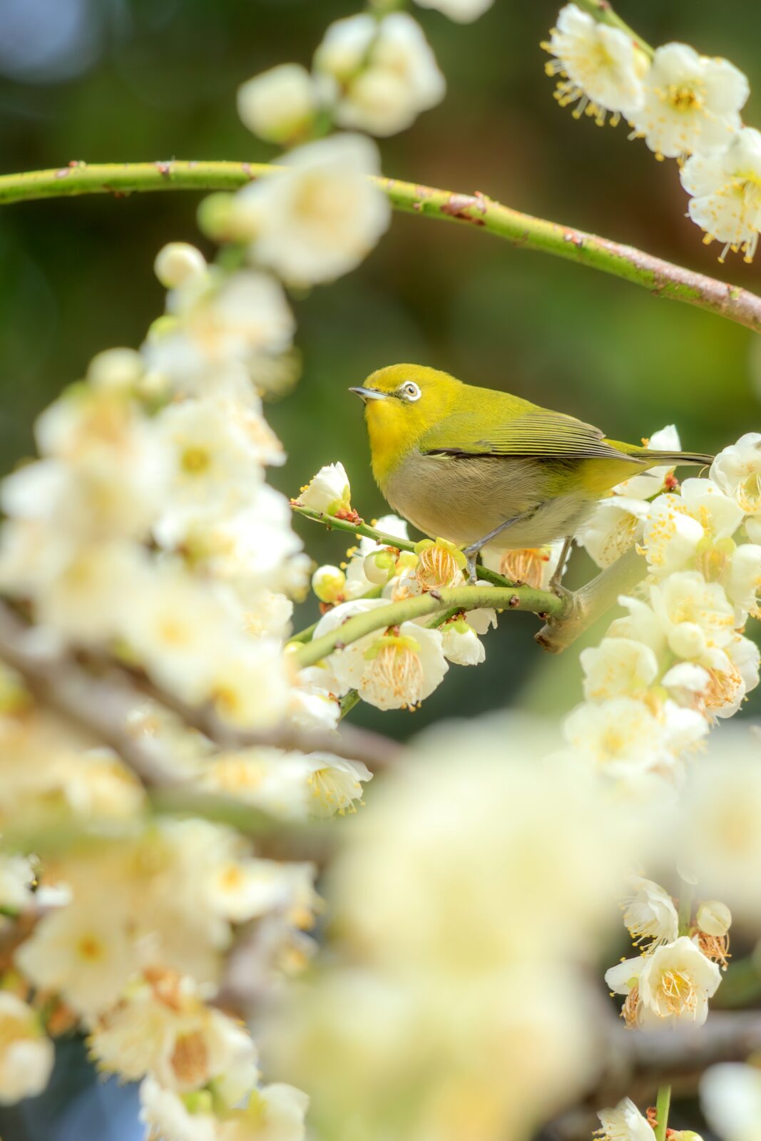無料スマホ壁紙 白梅とメジロ。AndroidとiPhoneに対応した4K高画質の無料待ち受け画像。三重県津市の結城神社の梅苑で撮影したフリー写真素材