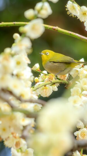 無料スマホ壁紙 白梅とメジロ。AndroidとiPhoneに対応した4K高画質の無料待ち受け画像。三重県津市の結城神社の梅苑で撮影したフリー写真素材