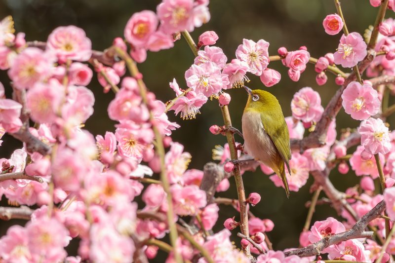 結城神社の梅苑の写真「梅の密を吸うメジロ」