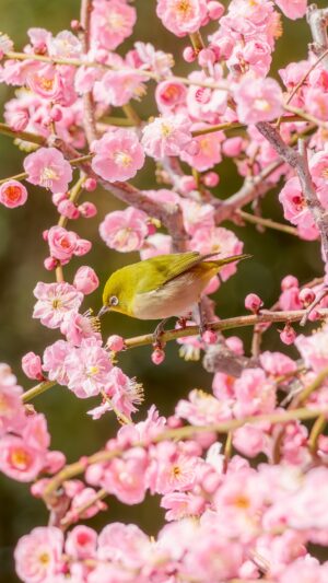 無料スマホ壁紙 梅の蜜を吸うメジロ。AndroidとiPhoneに対応した4K高画質の無料待ち受け画像。三重県津市の結城神社の梅苑で撮影したフリー写真素材