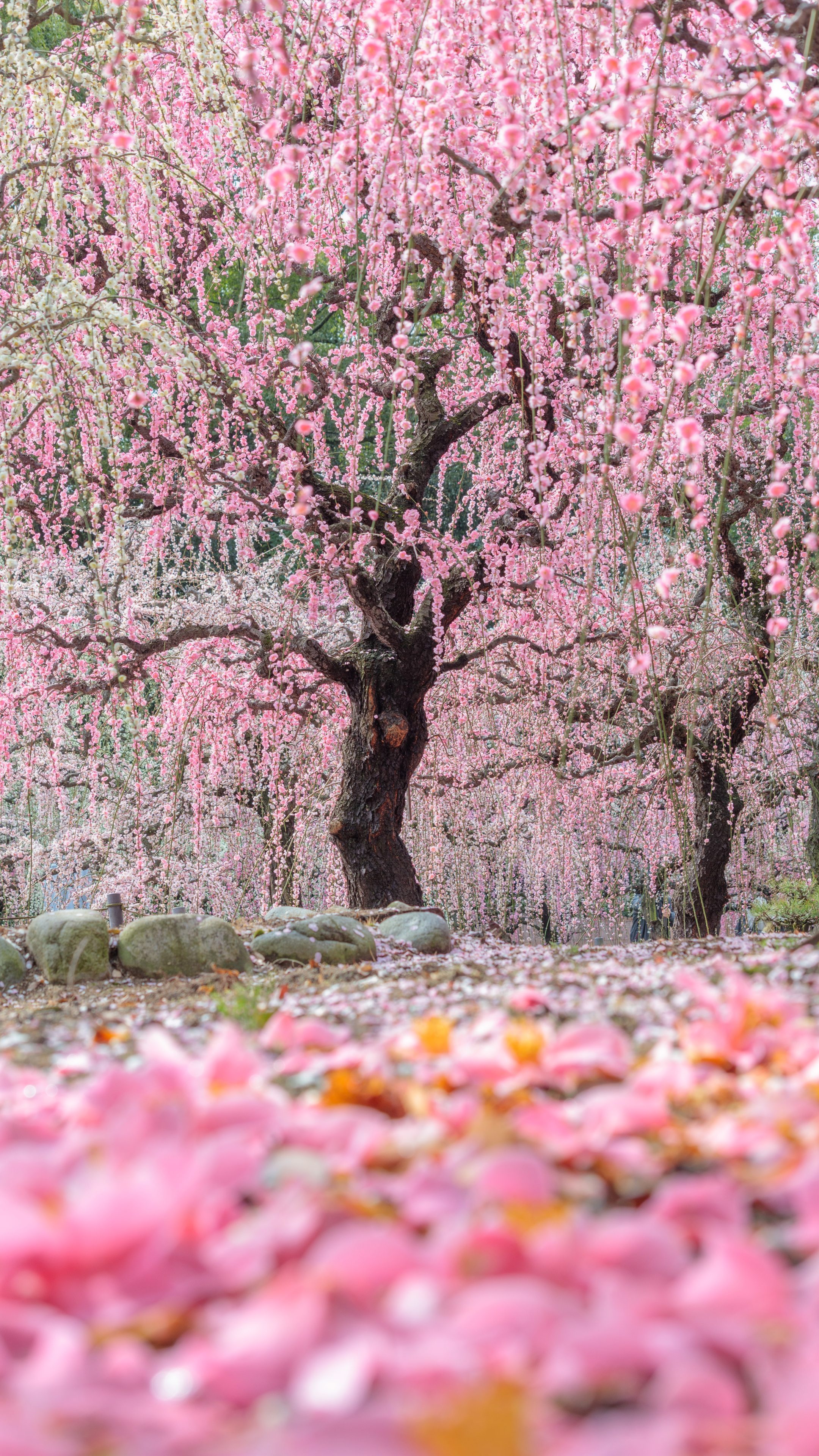 無料スマホ壁紙 椿の絨毯としだれ梅。AndroidとiPhoneに対応した4K高画質の無料待ち受け画像。三重県津市の結城神社の梅苑で撮影したフリー写真素材