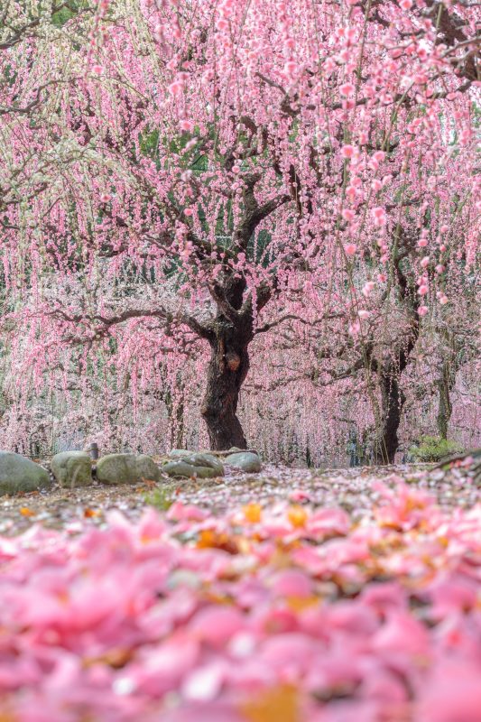 結城神社の梅苑の写真「椿の絨毯としだれ梅」