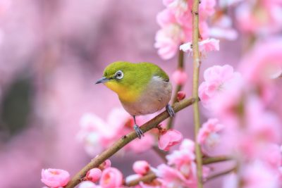 結城神社の梅苑の写真「左を向くウメジロー」