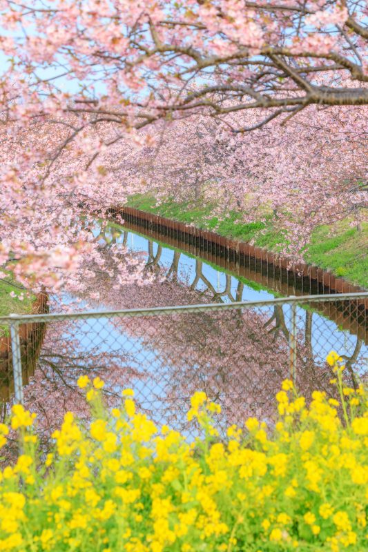 笠松河津桜ロードの写真「河津桜と菜の花のリフレクション」