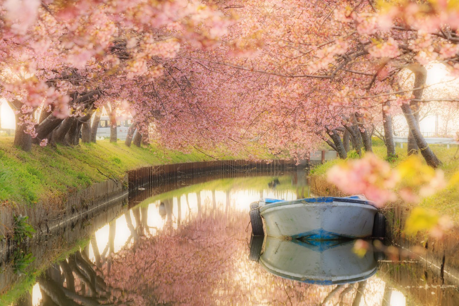 笠松河津桜ロードの写真「朝陽が降り注ぐ水路」