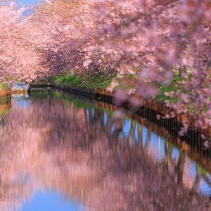 無料壁紙 青空と河津桜のリフレクション。PCとデスクトップ壁紙に最適な4K高画質の無料壁紙。三重県松阪市の笠松河津桜ロードで撮影したフリー写真素材