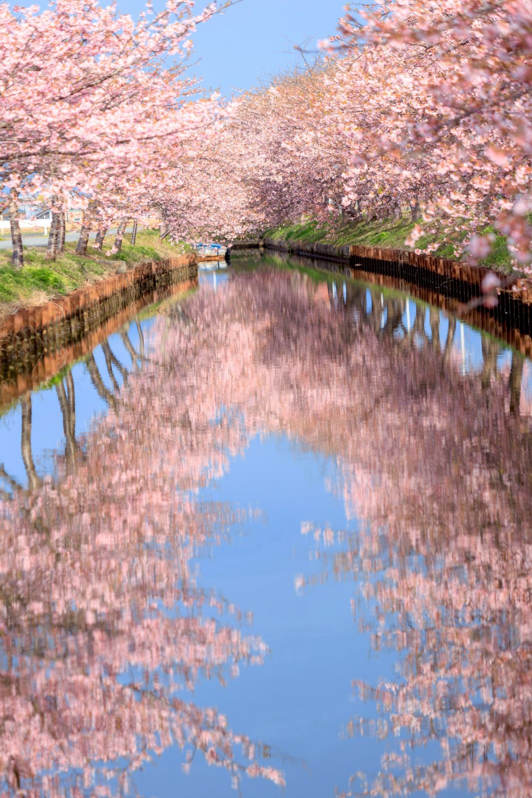 笠松河津桜ロードの写真「早朝に現れる絶景リフレクション」