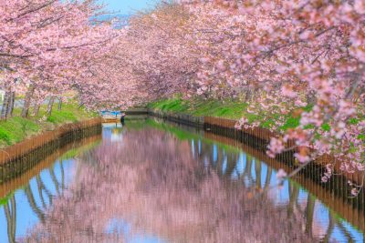 笠松河津桜ロードの写真「満開の河津桜とリフレクション」