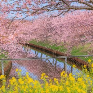 菜の花と河津桜の競演