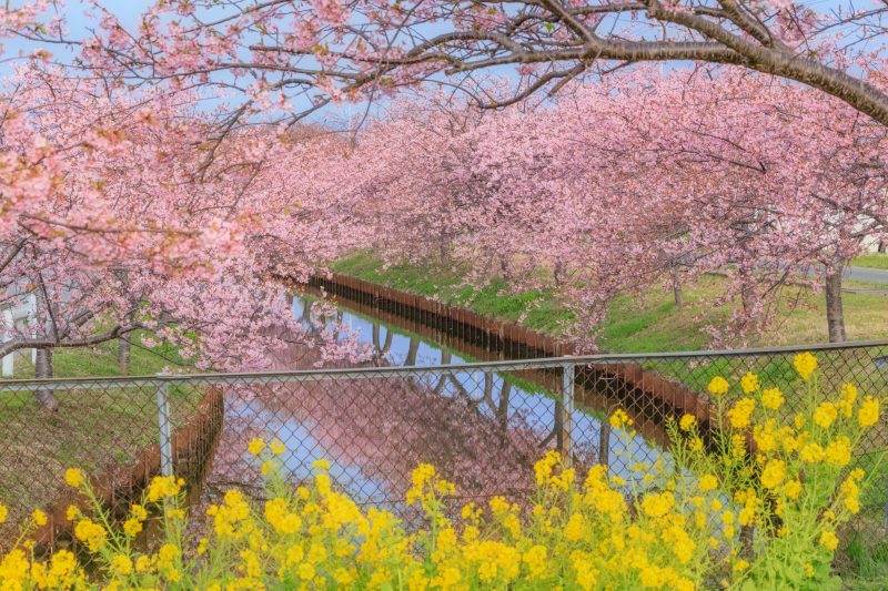 笠松河津桜ロードの写真「菜の花と河津桜の競演」