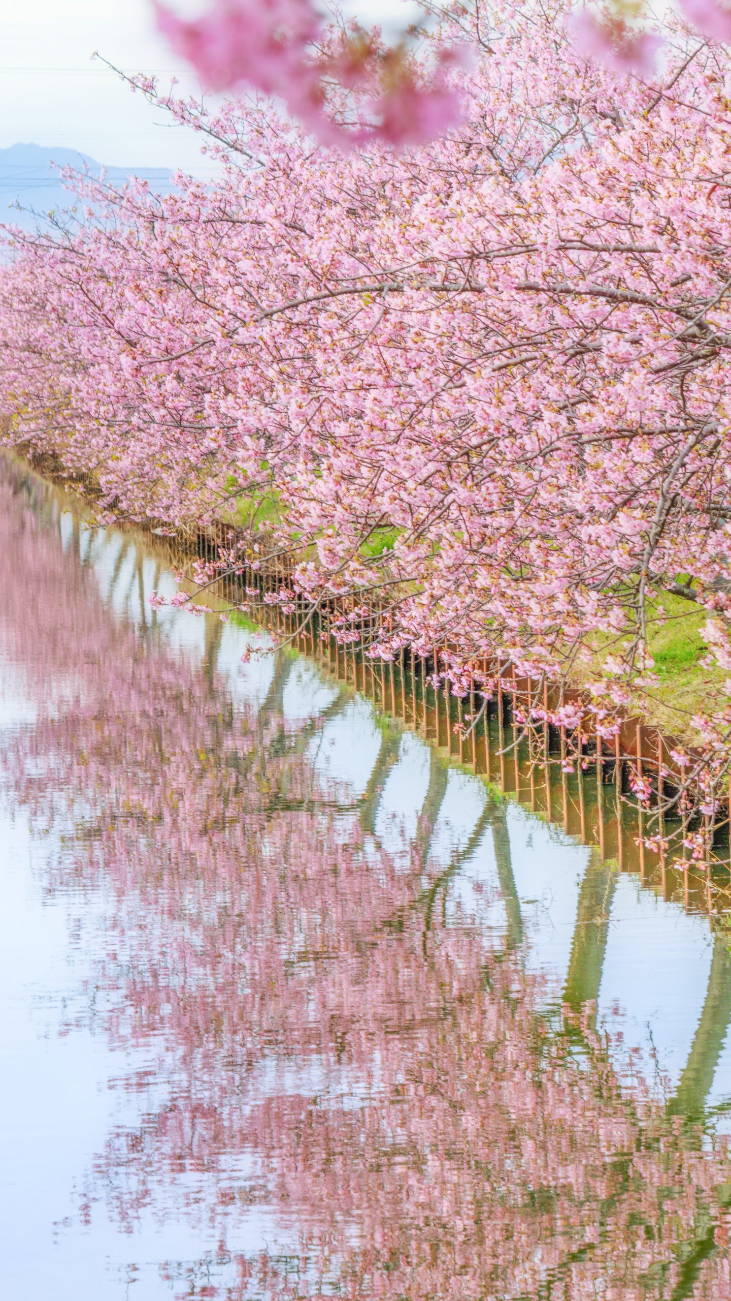 無料スマホ壁紙 河津桜の水鏡。AndroidとiPhoneに対応した4K高画質の無料待ち受け画像。三重県松阪市の笠松河津桜ロードで撮影したフリー写真素材