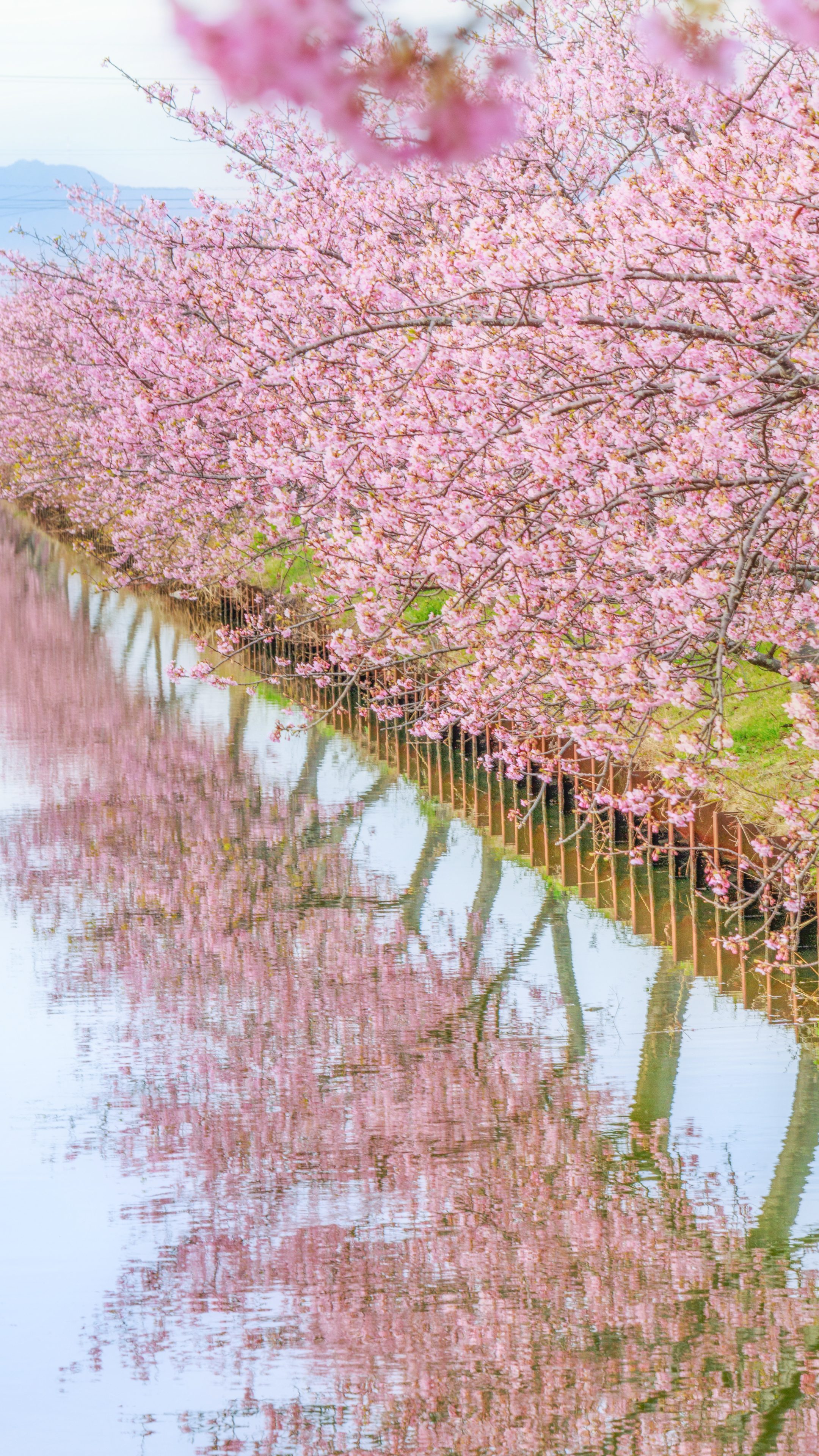 無料スマホ壁紙 河津桜の水鏡。AndroidとiPhoneに対応した4K高画質の無料待ち受け画像。三重県松阪市の笠松河津桜ロードで撮影したフリー写真素材