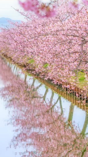 無料スマホ壁紙「河津桜の水鏡」