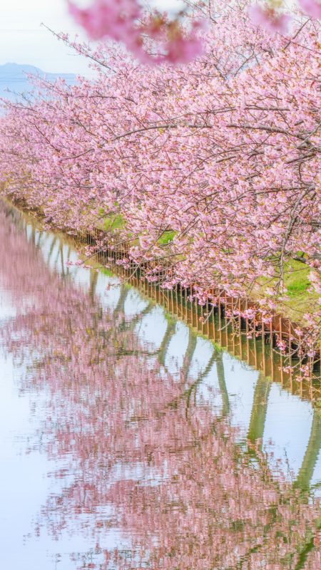 無料スマホ壁紙「河津桜の水鏡」