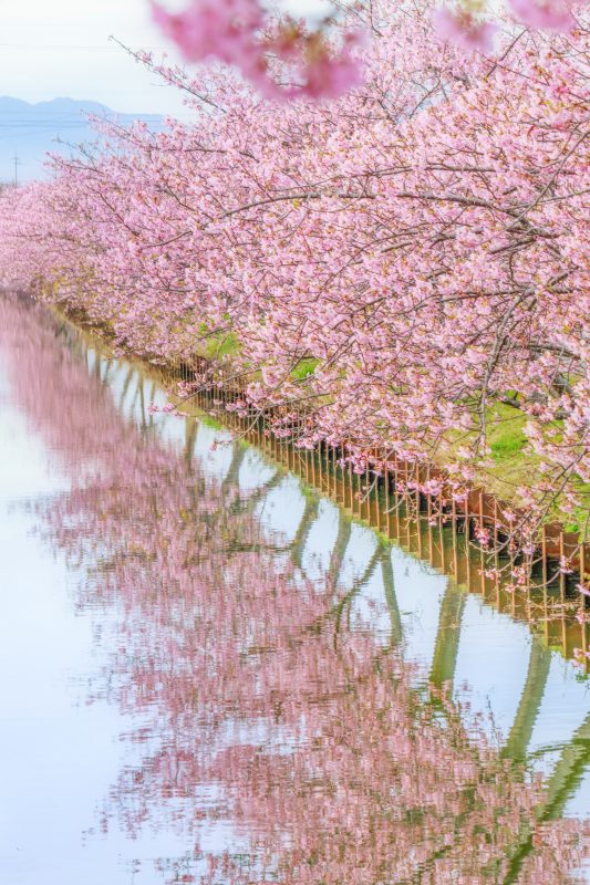 笠松河津桜ロードの写真「河津桜の水鏡」