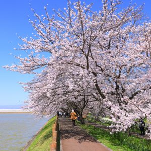 桜並木の入口