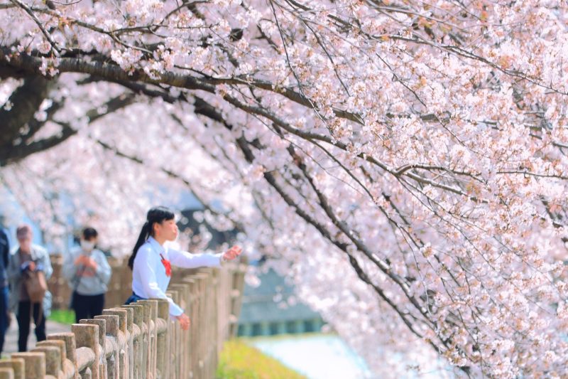 石垣池公園の写真「桜ポートレート」