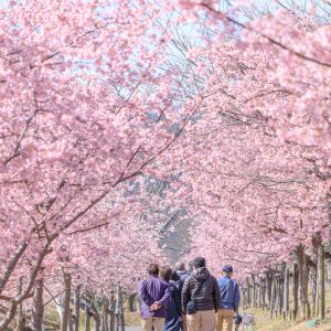 満開の河津桜ロード