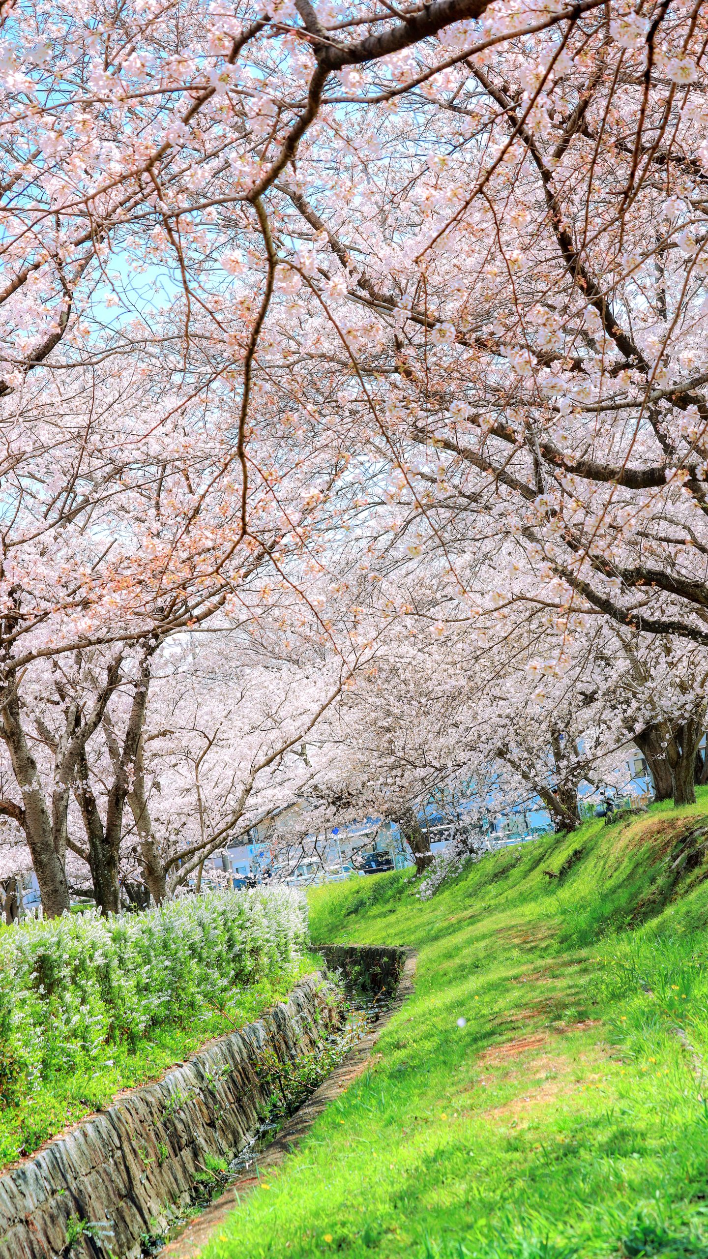 無料スマホ壁紙 桜並木と芝生と雪柳。AndroidとiPhoneに対応した4K高画質の無料待ち受け画像。三重県鈴鹿市の石垣池公園で撮影したフリー写真素材