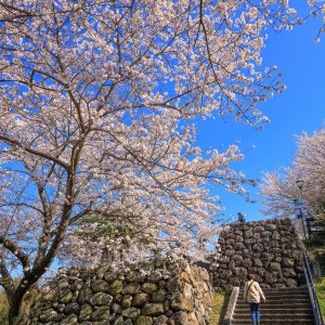 城山公園（鳥羽城跡）の写真「桜に包まれる城跡」